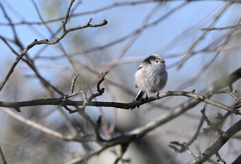 Fototapeta premium The long-tailed tit mimicry in nature and its lookalike with a tree branch