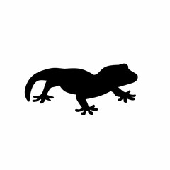 Gecko lizard on white background