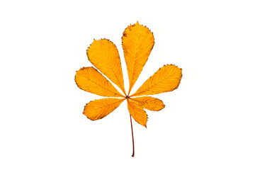 Studio shot of single autumn colored leaf of chestnut tree isolated on white background