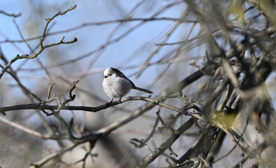 The long-tailed tit mimicry in nature and its lookalike with a tree branch