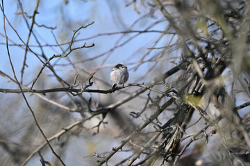 The long-tailed tit mimicry in nature and its lookalike with a tree branch