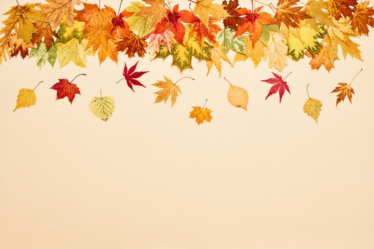 Collection of different autumn leaves on beige isolated background, top view