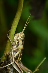 A brown grasshopper with striped patterns clings to a plant stalk. Tight macro shot with a dark, natural background.