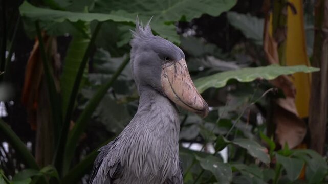The shoebill (Balaeniceps rex), also known as the whale-headed stork