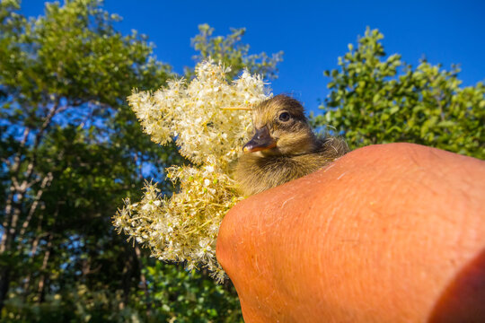 Duckling (Aythya fuligula) on a human hand against a background of flowers of ipecac (Filipendula)