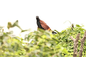 Greater Coucal