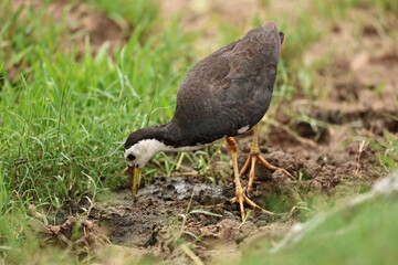 Waterhen