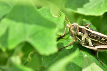 A high-angle macro view of a brown and yellow grasshopper resting among lush green foliage in its...