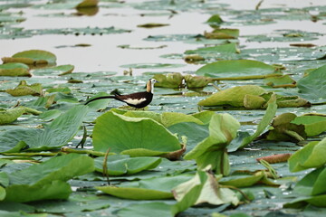 Pheasant Tailed Jacana