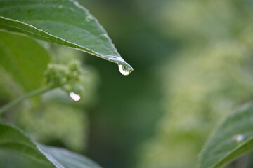 Beautiful little rain drops on a green leaf  on a summer day