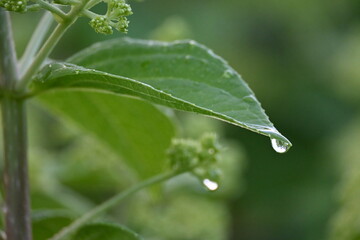 Beautiful little rain drops on a green leaf  on a summer day