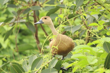Duck on tree