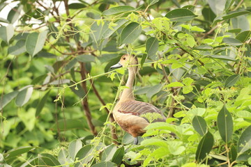 Duck on tree