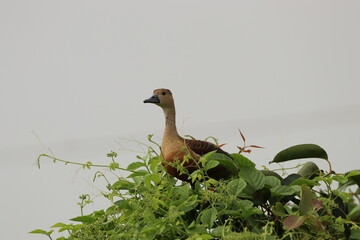 Duck on tree