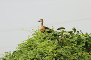 Duck on tree