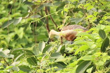 Duck on tree