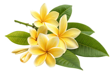 Beautiful yellow plumeria flowers and green leaves isolated on transparent background