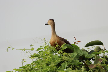 Duck on tree