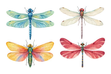 set of watercolor dragonfly vector illustration isolated on white background