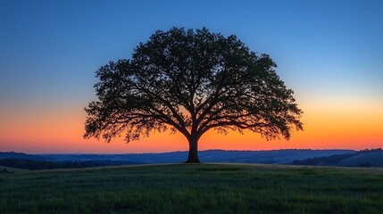 Lone tree silhouette against a vibrant sunset sky over a grassy field landscape scenery view