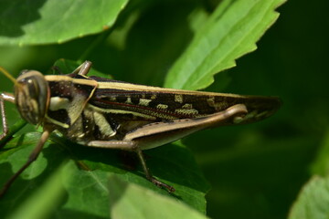 A brown grasshopper with intricate patterns shown in profile while resting on a vibrant green leaf. Macro photography captures fine details.