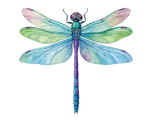 watercolor dragonfly vector illustration isolated on white background