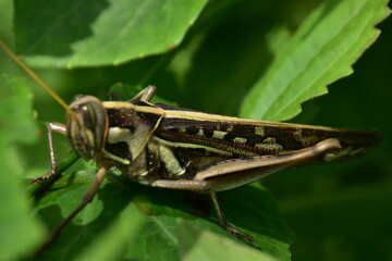A brown grasshopper with intricate patterns shown in profile while resting on a vibrant green leaf. Macro photography captures fine details.