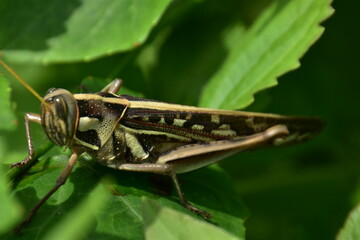 A grasshopper rests on a vibrant green leaf, captured in a detailed close-up.