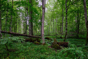 Late springtime deciduous forest with fresh green rich trees around