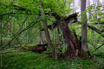 Late springtime deciduous forest with fresh green rich trees around