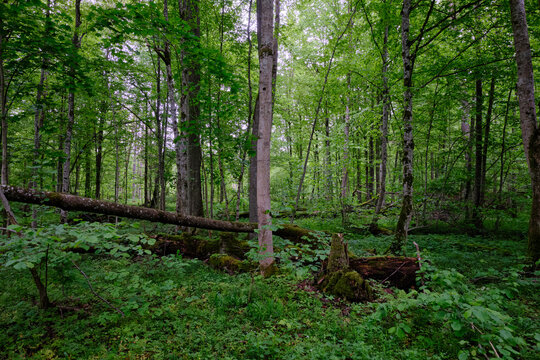 Late springtime deciduous forest with fresh green rich trees around