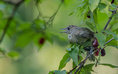Juvenile Common Whitethroat close-up hiding among fresh green leaves