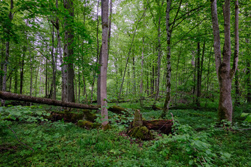 Late springtime deciduous forest with fresh green rich trees around