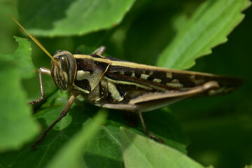 A grasshopper rests on a vibrant green leaf, captured in a detailed close-up.