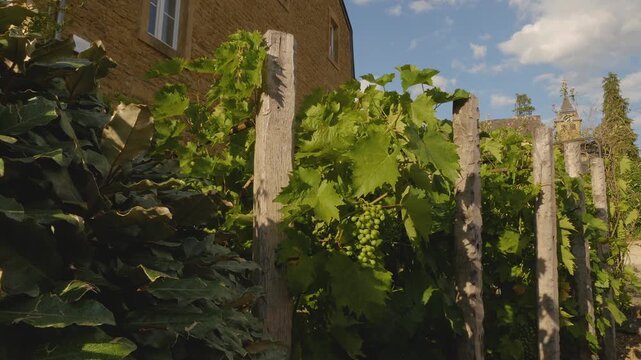 Rustic vineyard scene with lush grapevines growing on weathered wooden posts. In the background, a brick building and a clock tower peek through the foliage under a clear blue sky.