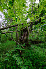 Late springtime deciduous forest with fresh green rich trees around