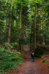 Unhurried stroll through lush green forest in spring