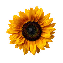 Fototapeta premium Bright yellow sunflower bloom isolated on transparent background