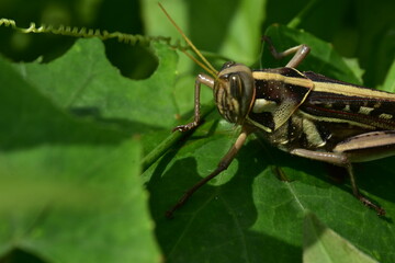 Detailed macro of a striped grasshopper on a lush green leaf. An intimate look at an insect in its...