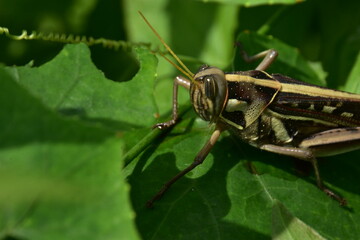 Detailed macro of a striped grasshopper on a lush green leaf. An intimate look at an insect in its...