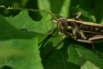Detailed macro of a striped grasshopper on a lush green leaf. An intimate look at an insect in its...