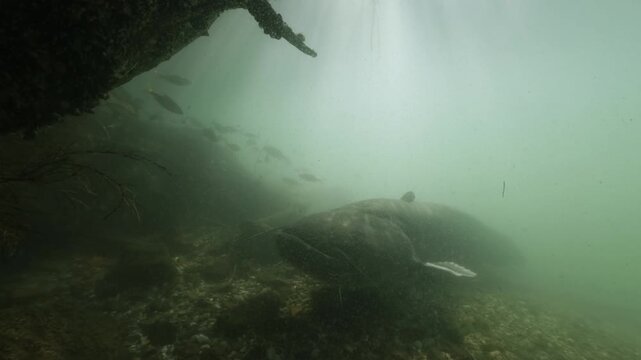 Stunning backlit underwater footage of a massive catfish (Silurus glanis) protecting its nest in a freshwater environment. Silhouetted against the light filtering through the water, the enormous fish 
