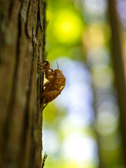 光の森と抜け殻の記憶