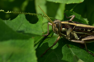 Detailed macro of a striped grasshopper on a lush green leaf. An intimate look at an insect in its natural garden habitat.
