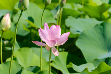 Fototapeta premium 緑の葉に映える一輪のピンクの蓮の花