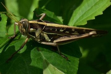 A grasshopper rests on a vibrant green leaf, captured in a detailed close-up.