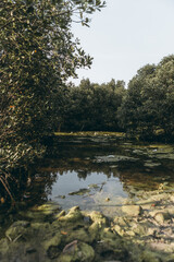 reflection in the water