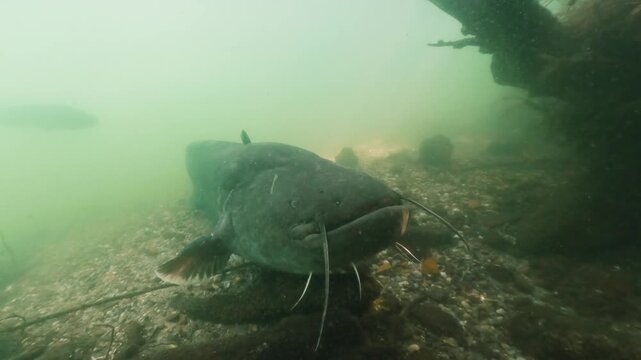 Stunning backlit underwater video capturing two massive catfish (Silurus glanis) preparing to spawn in a freshwater environment. Silhouetted against the light filtering through the water, the giant fi