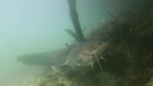 Underwater footage of a giant catfish (Silurus glanis) guarding its eggs. The massive fish protects its nest among roots and rocks in a freshwater habitat. Rare footage of catfish breeding behavior.
