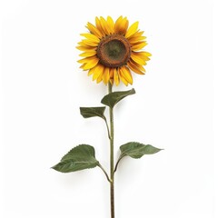 Single sunflower against white background